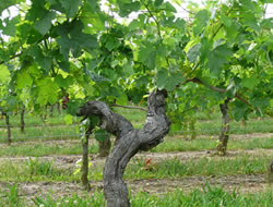 chateau destieux